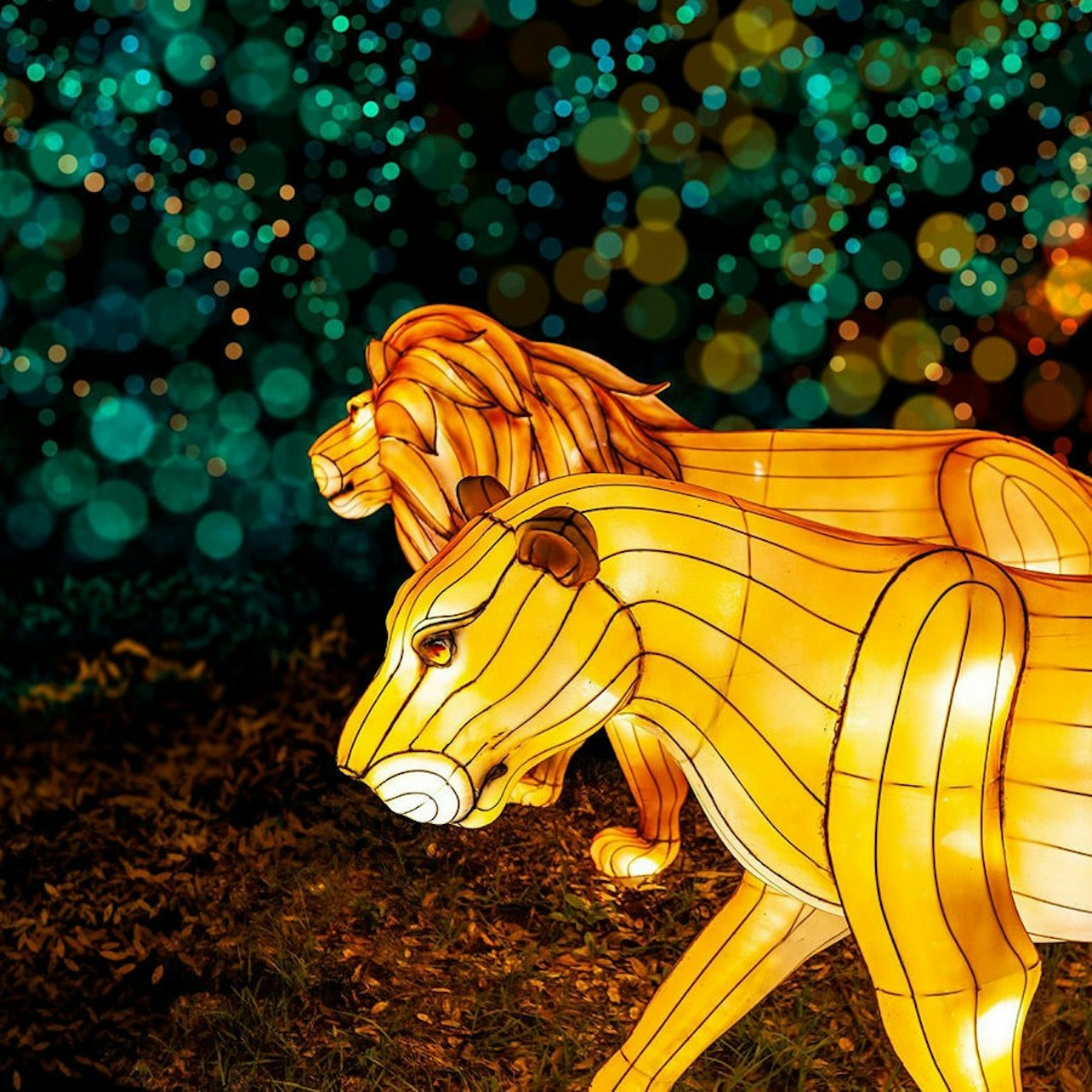 Zoo Lights at Zoo Miami - Photo 1 of 11